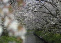 Sakura (Cherry Trees) in Yaizu